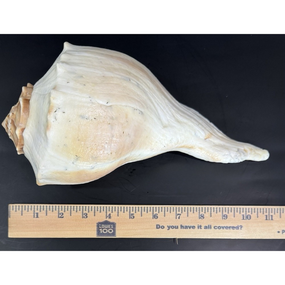Large 11.5" Natural Lightning Whelk Sea Shell Coastal Beach Nautical Ocean Decor - Picture 8 of 10